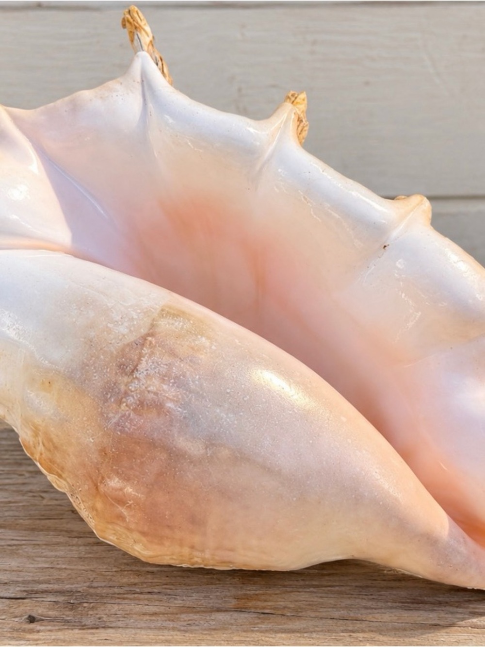 Large Lambis Conch | Coastal Decor
